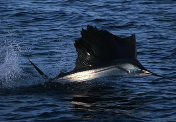 Istiophorus albicans (Latreille, 1804)